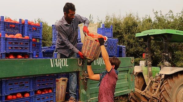 Çanakkale Domatesinde Hasat Başladı