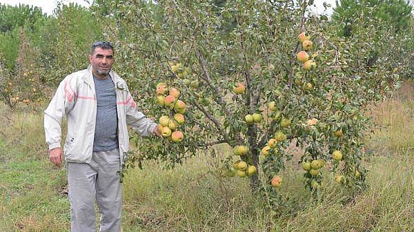 'Yetişmez' Denilen Yerde 40 Ton Deveci Armudu Üretti