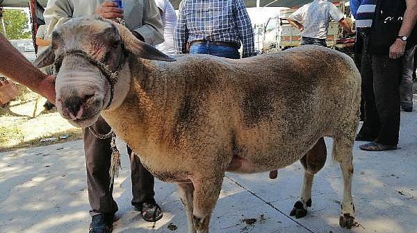 150 Kiloluk Kurbanlık Koç, 4 bin 500 TL'ye Satışa Çıkarıldı