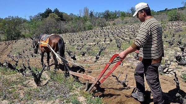 Traktör Girmeyen Bağlar, Atlarla Sürülüyor