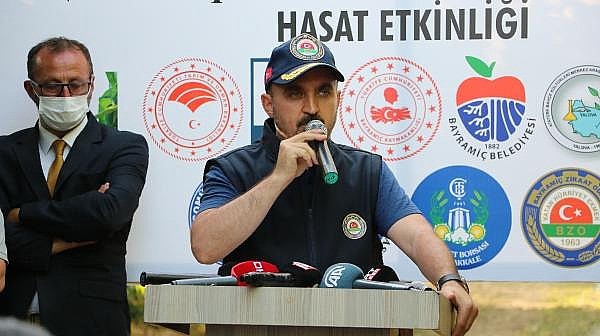 AK Partili Turan, 'Bayramiç Beyazı'nın Hasadını Yaptı