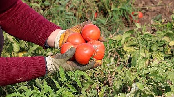 Çanakkale Domatesi Son Turfanda Hasadında Üreticiyi Güldürdü