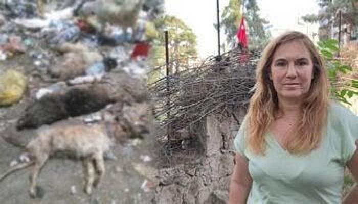  Zehirlenen 30'a Yakın Sokak Hayvanı Telef Oldu; Hayvanseverler Tepki Gösterdi 