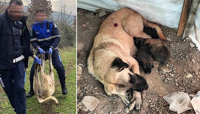 Çan Belediyesi'ne Hayvanseverlerden Tepki