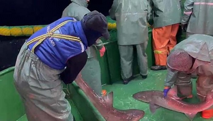 Ağlara Yakalanan 2 Köpek Balığı Denize Salındı