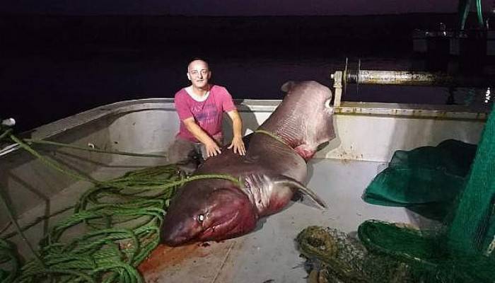 Balıkçı Ağına 1 Tonluk Köpek Balığı Takıldı
