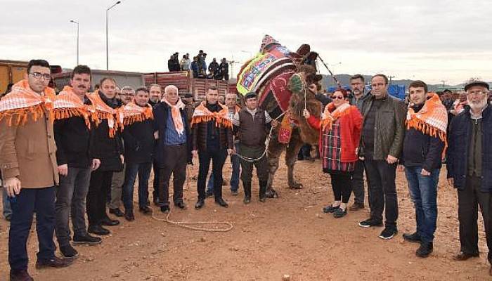 Çan'da Develere Havut Giydirildi