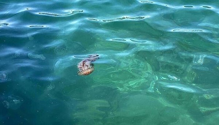 Çanakkale Boğazı'nda Zehirli Tehlike; Pusula Denizanası