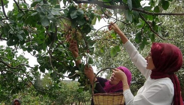 Ayvacık'ta Antep Fıstığı Hasat Şenliği