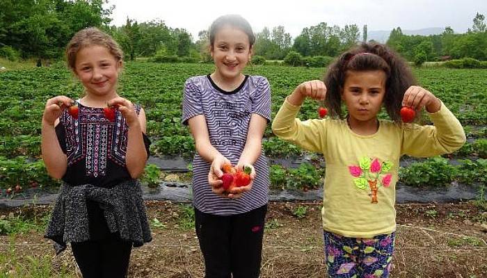 Yenice Köylüsünün Yüzü Çilekle Güldü