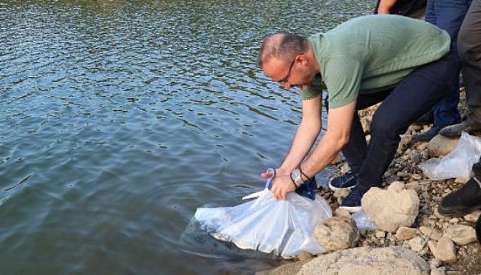 Çanakkale'de Göletlere 250 Bin Pullu Sazan Balığı Yavrusu Bırakıldı