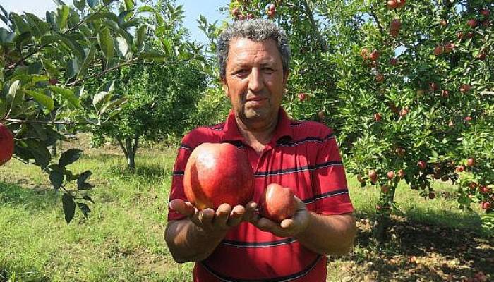 Bayramiç'te Yetişen 1 kilo 105 Gramlık Elma Şaşırttı