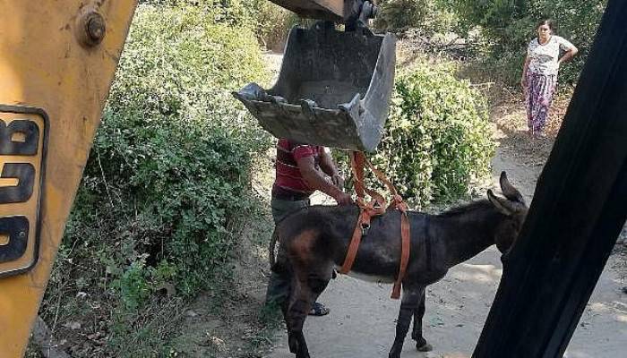 Kuyuya Düşen Eşek, İş Makinesiyle Kurtarıldı