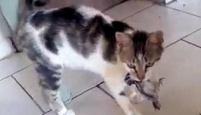 Kedi, Dişleri Arasındaki Kuşu Kaçırdı