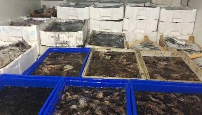Çanakkale'de 1 Ton Deniz Patlıcanı Ele Geçirildi