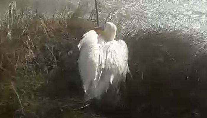 Yorgun Pelikan, Bakım Sonrası Doğaya Salındı