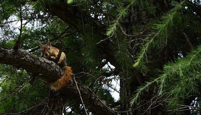 Troya'da Bitkin Halde Bulunan Yavru Sincaplar Tedavi Edildi