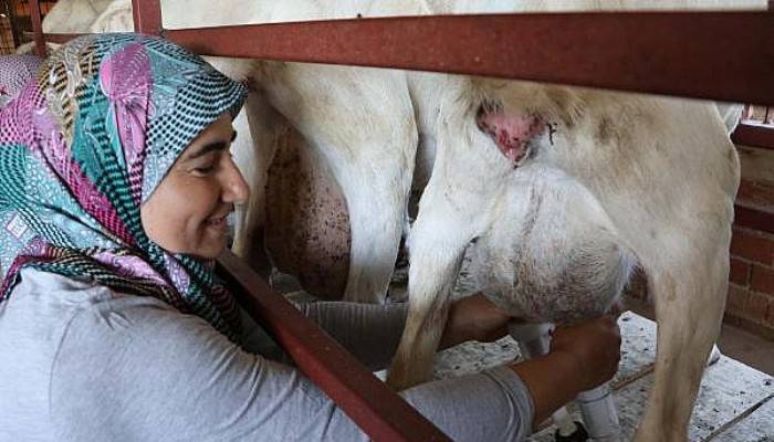 Süt Verimi Yılda Bin Litreyi Bulan Saanen Cinsi Keçiler, Yetiştiricinin Gözdesi 