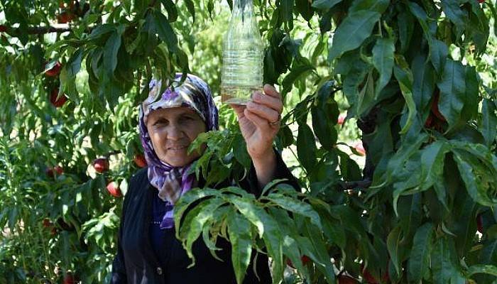 Meyveleri Çürüten Sirke Sineğine 'Sirkeli' Tuzak