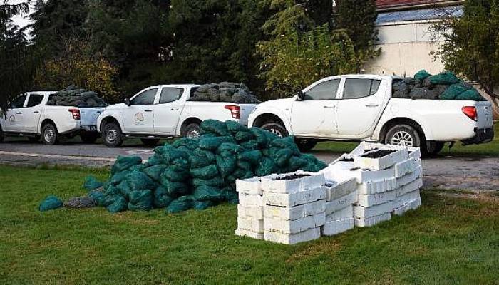 Çanakkale'de Kaçak Avlanan Tonlarca Deniz Ürünü Ele Geçirildi