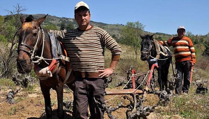 Traktör Girmeyen Bağlar, Atlarla Sürülüyor