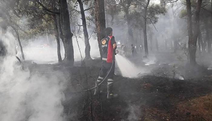 Bayramiç'te Orman Yangını; 20 Dönüm Alan Kül Oldu