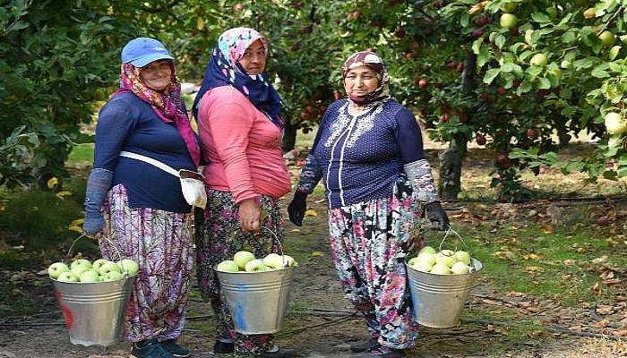 Bayramiç Elması Üreticinin Yüzünü Güldürdü