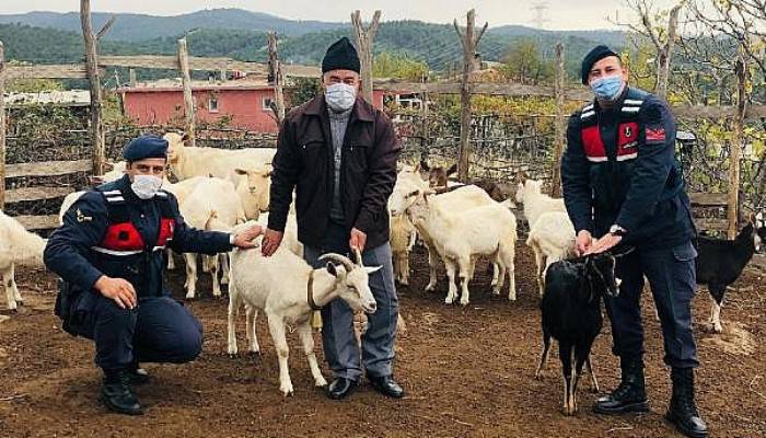 Jandarma, Kayıp Koyunları Dronla Buldu
