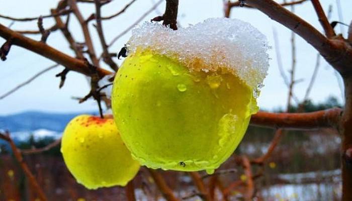 Kazdağları'nda Elma Ağaçlarında Kar Güzelliği