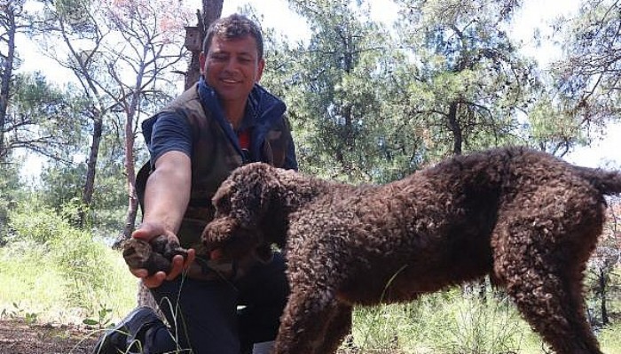 Eğitimli Köpekle Arazide Trüf Mantarı Aradılar