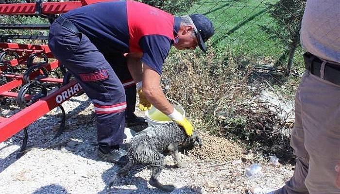Gelibolu'da Su Kanalına Düşen Köpeği İtfaiye Kurtardı