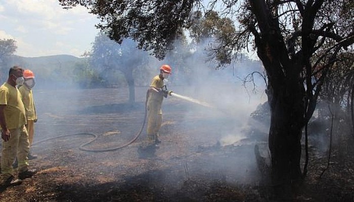 Gelibolu'da Makilik Yangını, Buğday Tarlalarına Ulaşmadan Söndürüldü