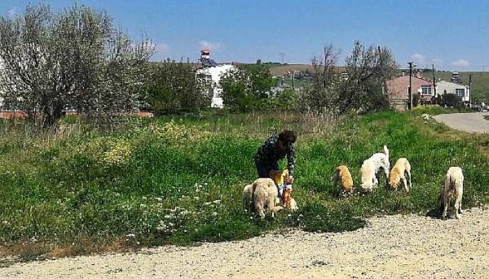 Gelibolu'da Gönüllü Hayvanseverler Sokak Hayvanlarına Sahip Çıkıyor