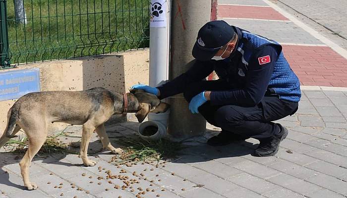 Bayramiç'te, Sokak Hayvanları Unutulmadı