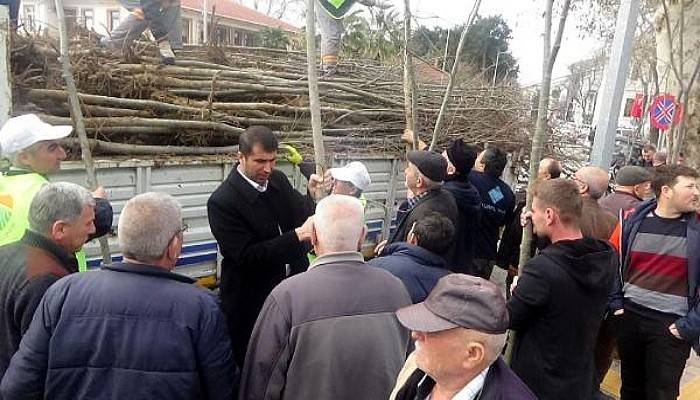 Yeşil Bayramiç'te Ihlamur Kokusu Yayılacak