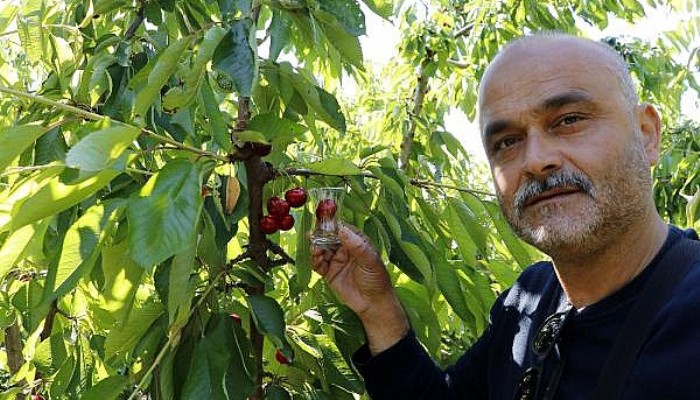 Çiftçiler, 'Lapseki Devi' Kirazlarını İngiliz Kraliyet Ailesi'nin Yediğini Söylüyor