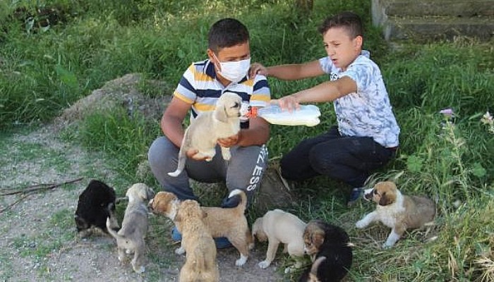 Bayramiç'te 2 Çocuk, Sokak Köpeği ve 12 Yavrusuna Sahip Çıktı