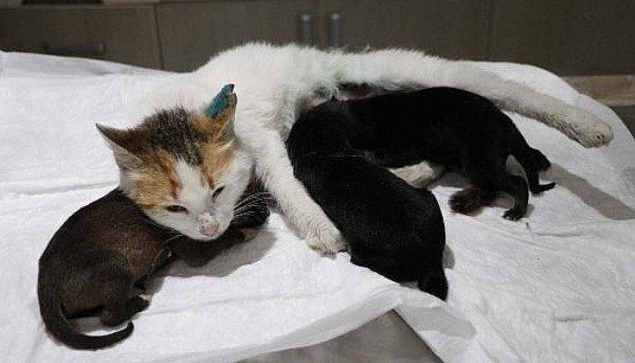 Yavru Köpeklere, Yavrularını Kaybeden Kedi Sütanne Oldu