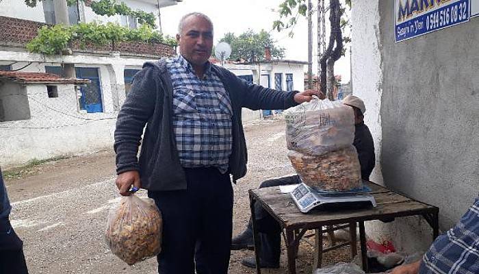 Kaz Dağları'nın 'Altın Mantarı' Köylünün Gelir Kapısı Oldu