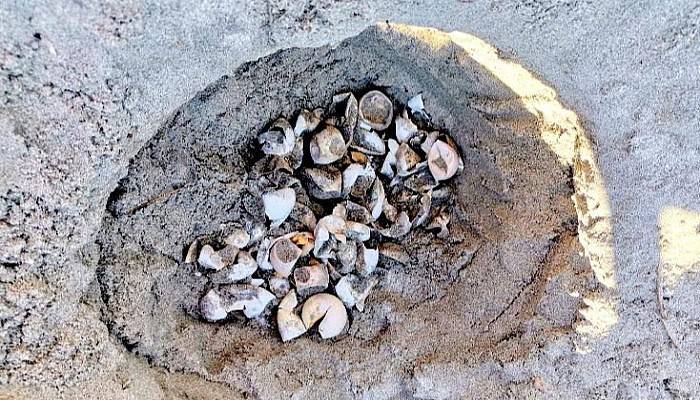 Çanakkale’de İlk Kez Caretta Caretta Yuvası Tespit Edildi