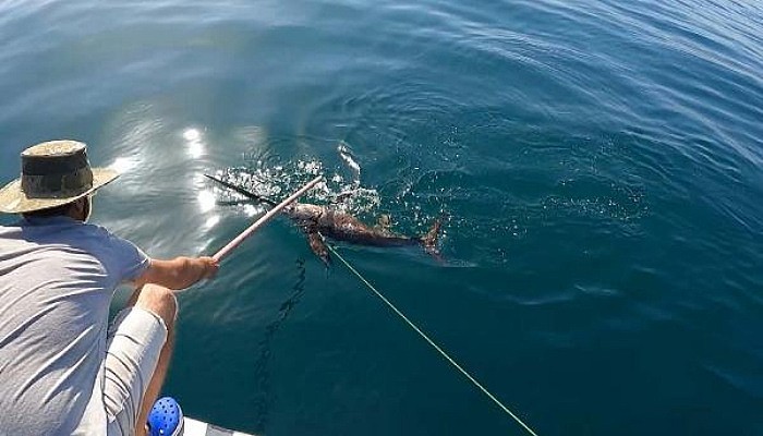 Gökçeada’da Yunuslar Eşliğinde Kılıç Balığı Avı