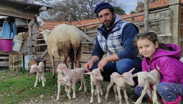 Bayramiç’te Koyun, Tek Batında 6 Yavru Doğurdu