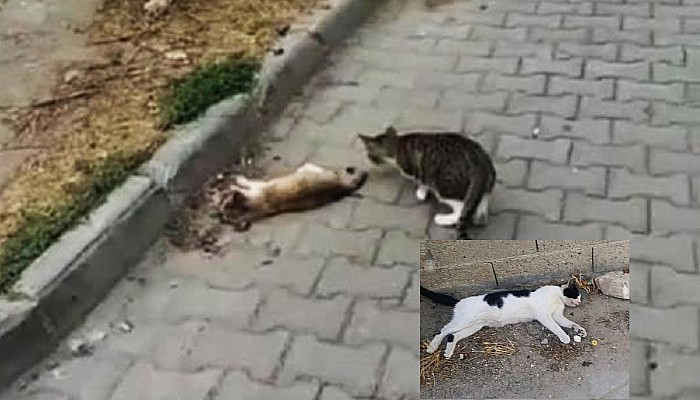 Gelibolu'da Çok Sayıda Kedi Zehirlenerek Öldürüldü