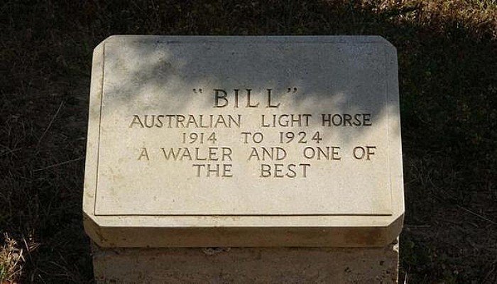 Çanakkale Savaşları'nda Adına Mezar Taşı Olan Tek Savaş Atı; 'Bill'