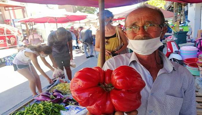 Ayvacık'ta Yetişen 1 Kilo 120 Gramlık Domates Büyüklüğüyle Şaşırttı