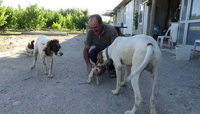 O Çiftçi, Köpeklerini Traktöre Neden Bağlayarak Götürdüğünü Açıkladı