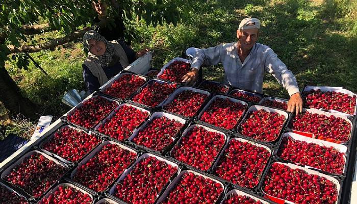 Bayramiç’te Kiraz Hasadı Başladı