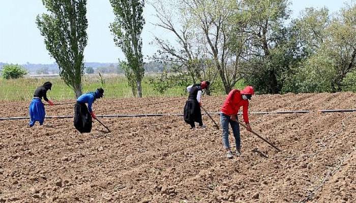 İşçi Bayramı'nda Tarlada Çapa Salladılar