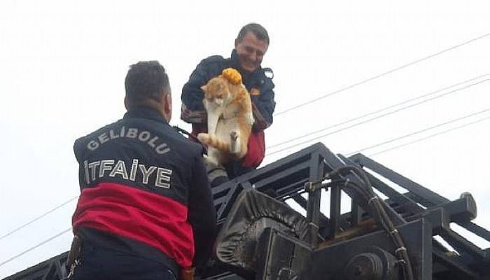 Yazlığın Çatısında Mahsur Kalan 20 Kiloluk Kediyi İtfaiye Kurtardı