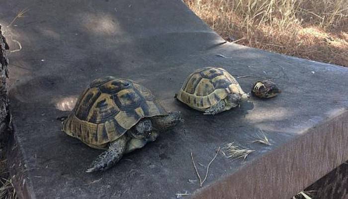 Çanakkale’deki Ot Yangınında Kaplumbağalar Telef Oldu